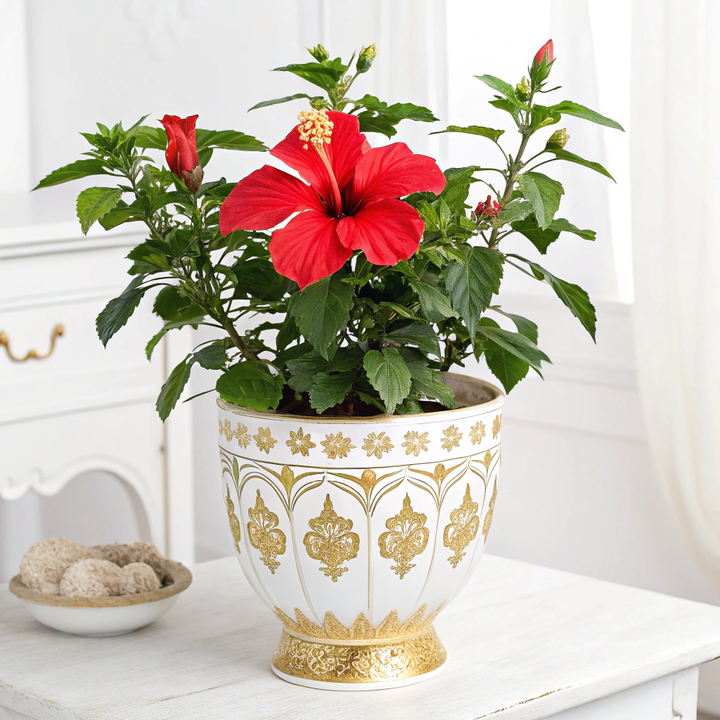 Hawaiian Red Hibiscus Plants - HAWAIIAN HILLS -  - #tag1# - #tag2# - 