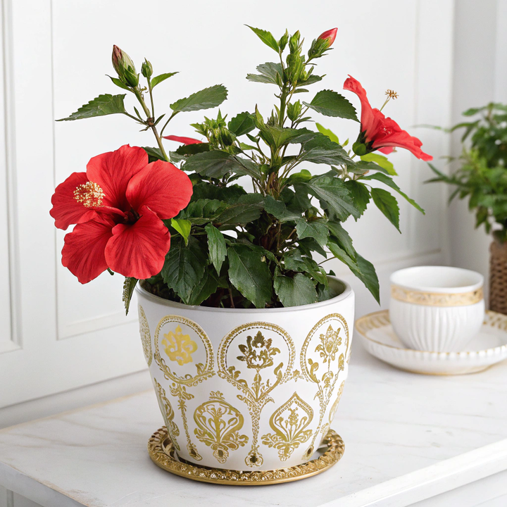 Hawaiian Red Hibiscus Plants - HAWAIIAN HILLS -  - #tag1# - #tag2# - 