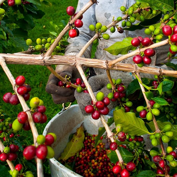 Reserve Greenwell Farms 100% Hawaiian Kona Coffee - Dark Roast, Ground, 16oz - HAWAIIAN HILLS -  - #tag1# - #tag2# - 